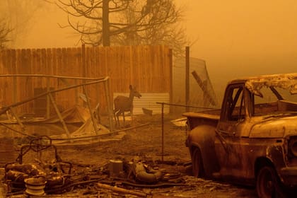 Un venado camina entre casas y vehículos destruidos por el incendio Dixie, en el condado Plumas, California, el 6 de agosto de 2021. (AP Foto/Noah Berger)