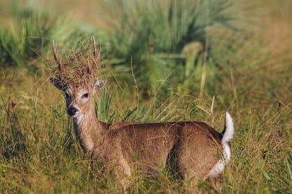 Un venado de las pampas, considerado uno de los mamíferos más amenazados de Argentina y que está en peligro de extinción. Garza mora, una especie de gran tamaño que habita y anida en estos ecosistemas; se alimenta principalmente de peces y anfibios
