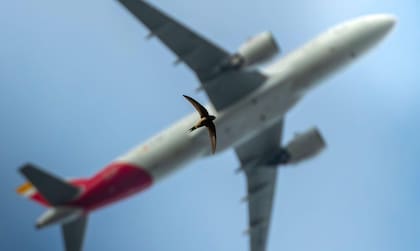 Un vencejo marrón planea bajo un avión de pasajeros