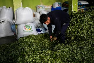 Aumentan un 7% los cultivos de coca en Bolivia en 2025, según la Unodc