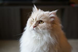 Un veterinario contó cuáles son las razas de gatos que jamás tendría