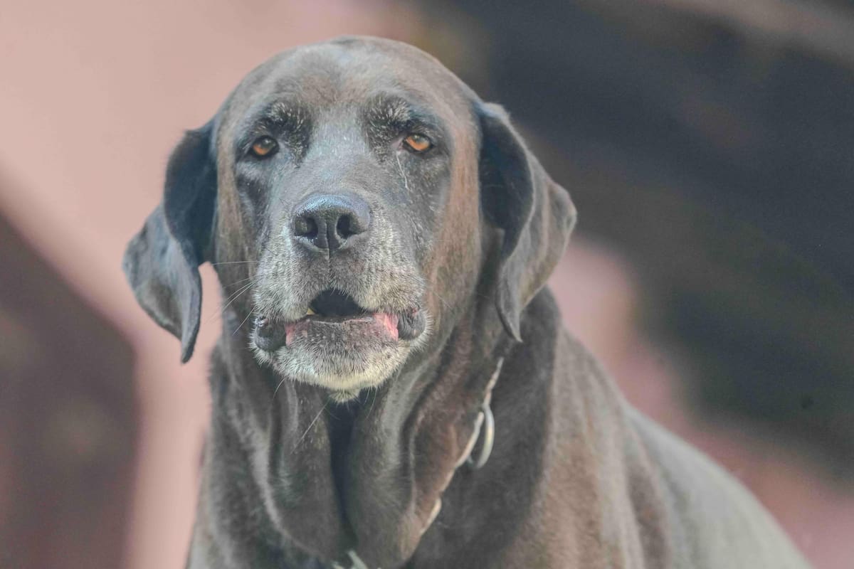 Un veterinario se adentró en la conducta de los perros