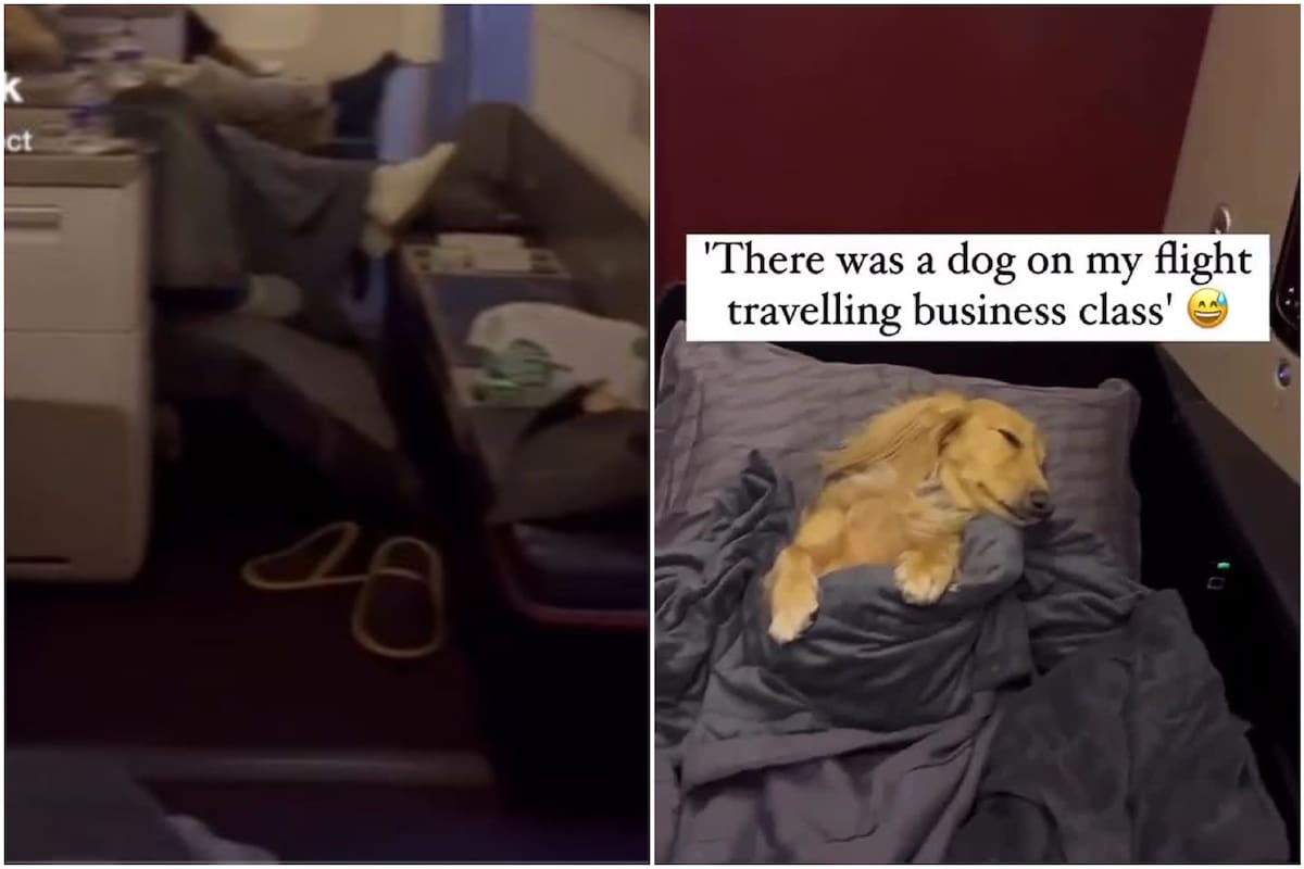 Un viajero de primera clase grabó el momento en que encontró a un animal a su lado