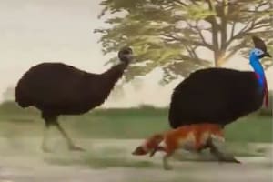 Un video en X mostró la velocidad de algunos ejemplares del reino animal