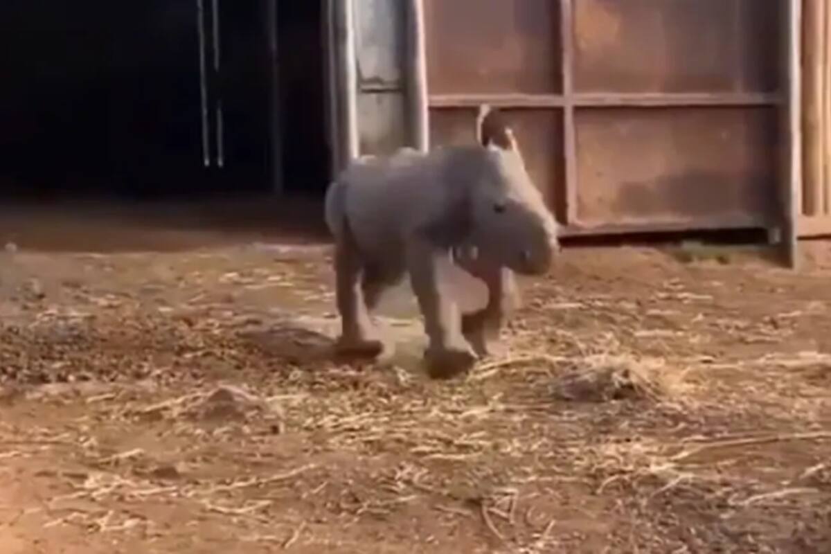 Un video muestra a un rinoceronte bebé mientras corre en un establo