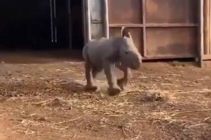 Un video muestra a un rinoceronte bebé mientras corre en un establo
