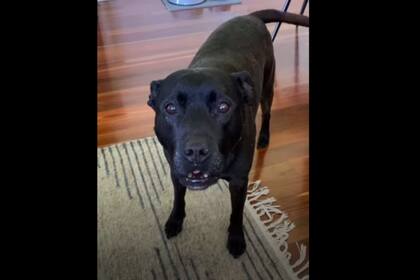 Un video viral muestra la impresionante reacción cada vez que el dueño de un perro rescatado habla de ir a la playa