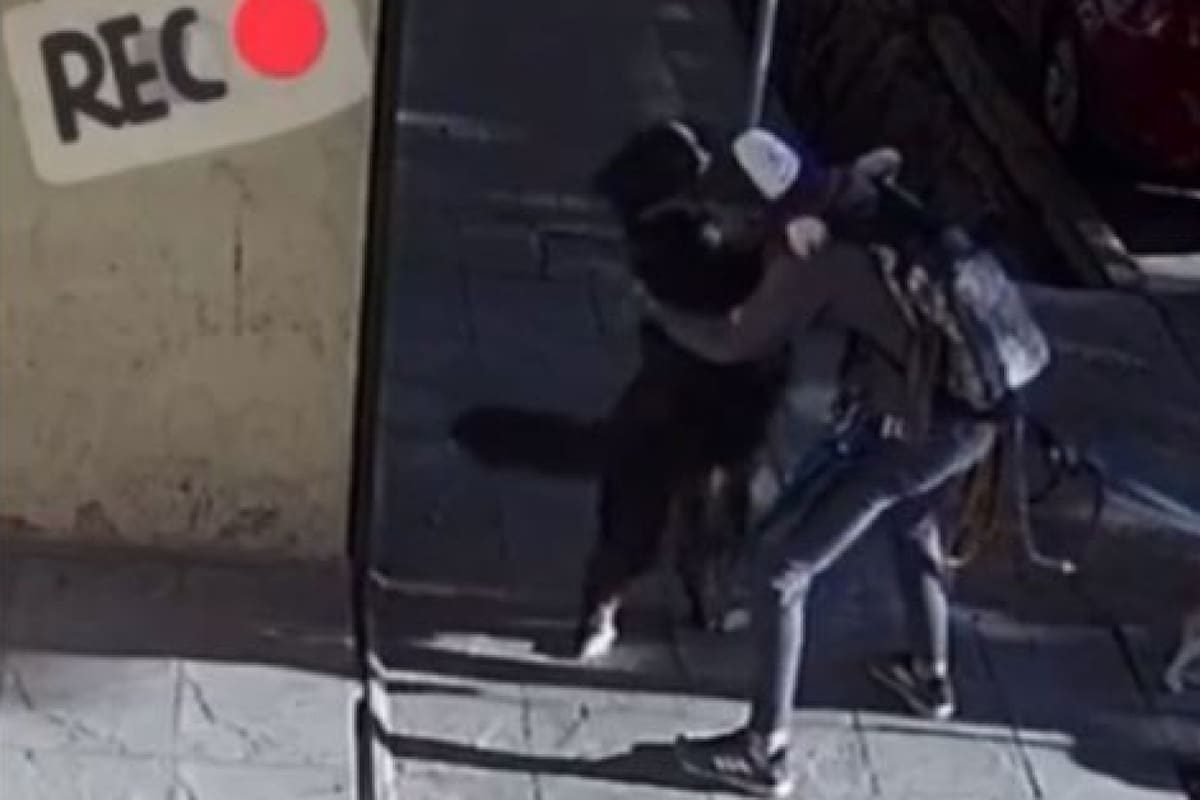 Un video viral muestra la increíble relación entre un perro y su paseador en Mendoza