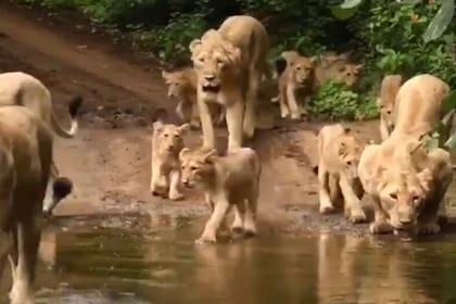 Un video viral que muestra el recorrido de varias leonas con sus cachorros por un claro de la jungla dejó maravillado a más de uno en las redes sociales