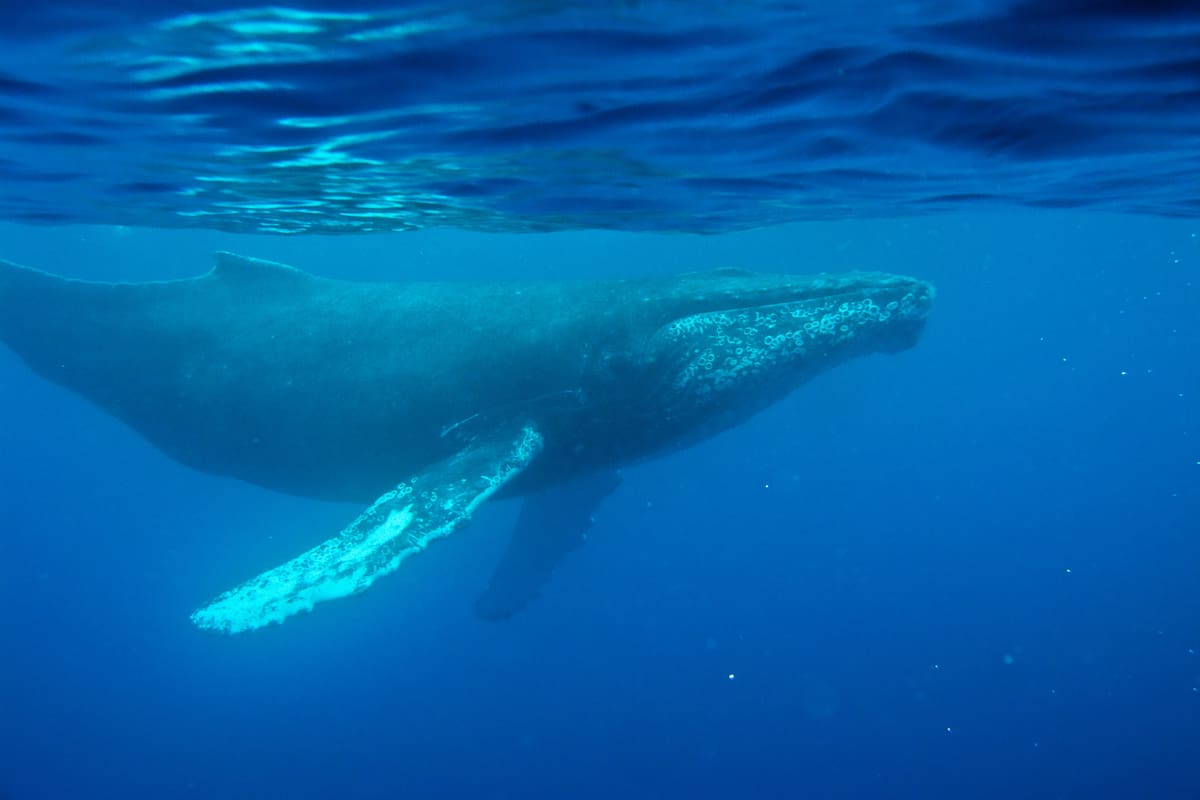 Un viejo audio de 1949 del canto de una ballena revela otros secretos del mar