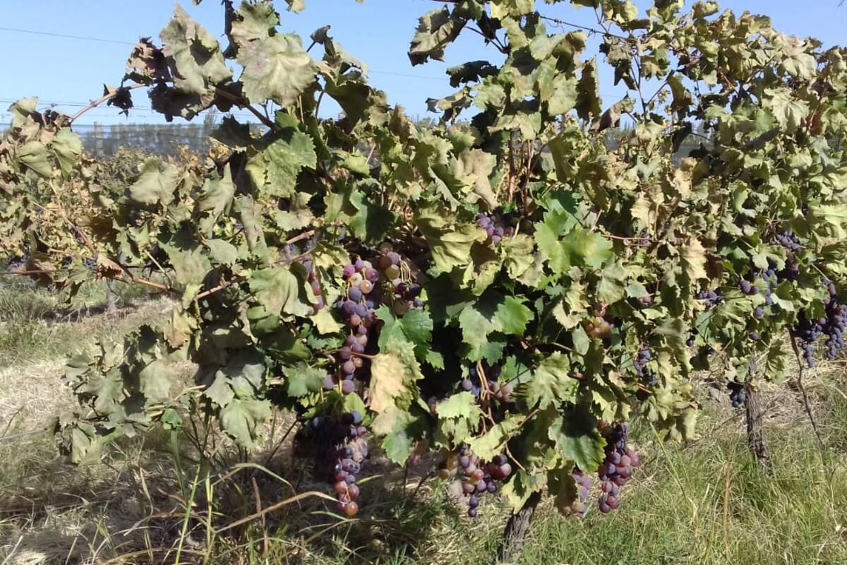 Un viñedo afectado por la helada en Junín, Mendoza. Foto Acovi