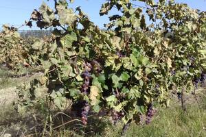 Un viñedo afectado por la helada en Junín, Mendoza. Foto Acovi