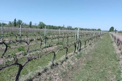 Un viñedo afectado por las heladas en Mendoza