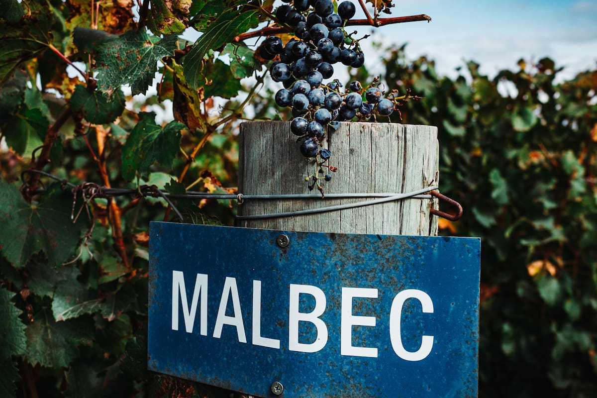 Un viñedo con Malbec en Mendoza