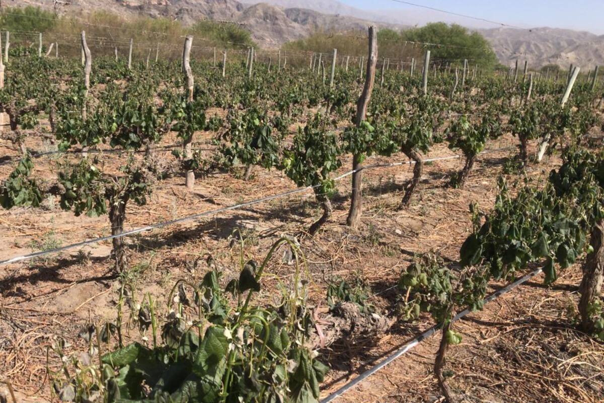 Un viñedo dañado por la helada en Mendoza