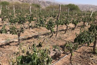 En Mendoza pagarán hasta $72.000 por hectárea tras un desastre productivo