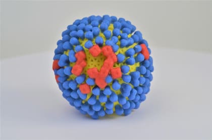 Un virus, natural o creado por laboratorio, podría ser el que ocasione el fin de la humanidad, para Stephen Hawking (Modelo del virus de la gripe, influenza SALUD NIAID)