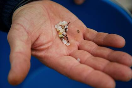 Un voluntario muestra las pequeñas bolas de plástico blanco recolectadas en una playa en Nigrán, en Pontevedra, el 9 de enero de 2024. (AP Foto/Lalo R. Villar)
