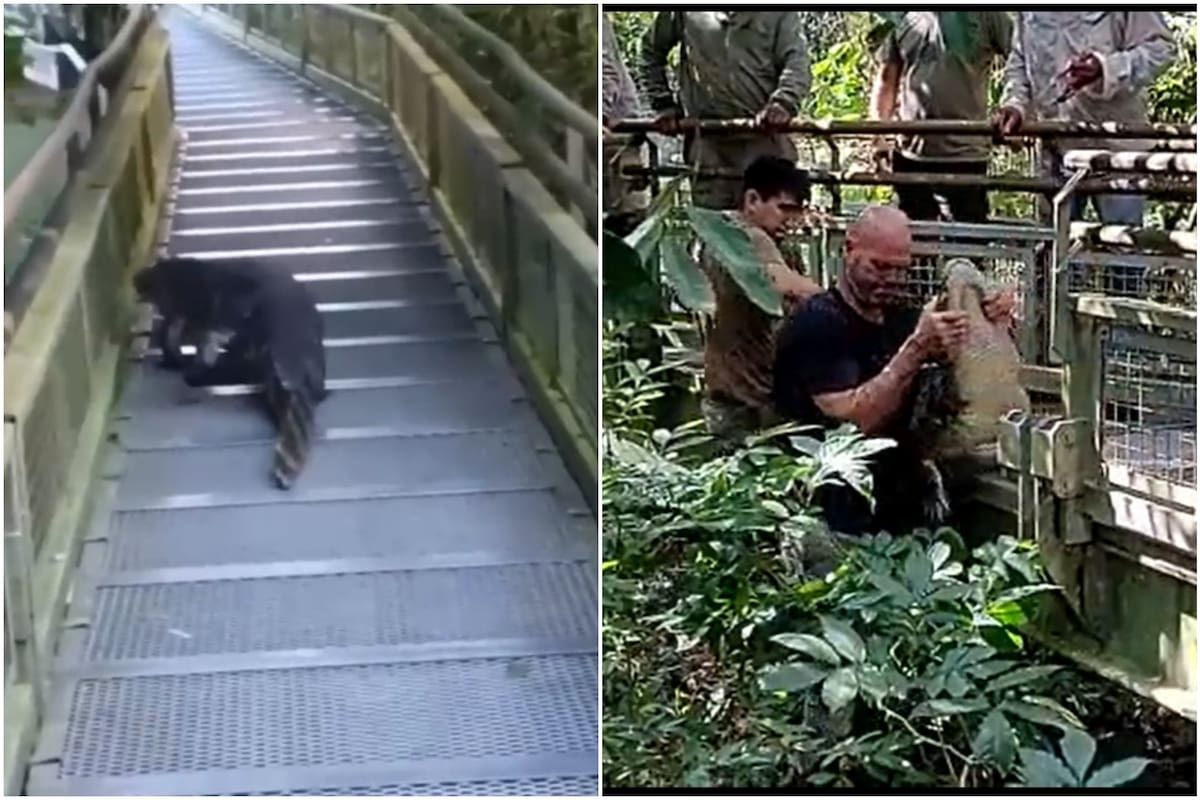 Un yacaré apareció en el circuito superior de las Cataratas del Iguazú