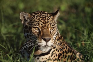 Cómo es el parque nacional donde es posible un cara a cara con animales salvajes