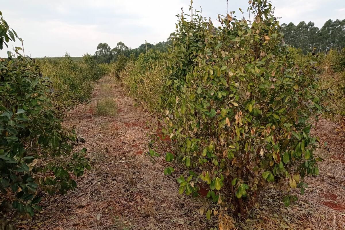 Un yerbal en la zona de Colonia Unión, Corrientes, afectado por la sequía