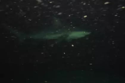 Un youtuber exploró el océano con su GoPro y se convirtió en viral