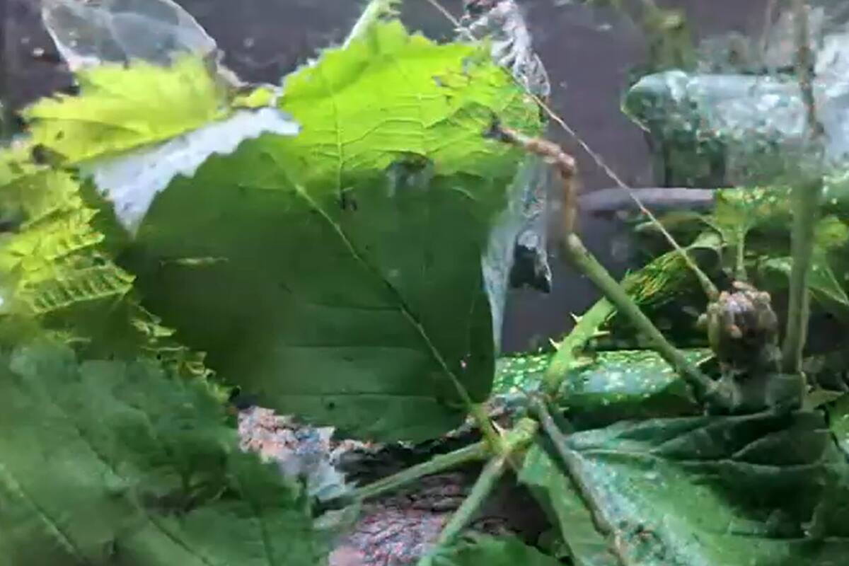 Un zoo de Estados Unidos le propuso a sus seguidores encontrar nueve insectos en 20 segundos