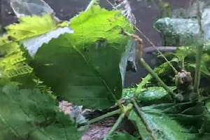 Un zoo de Estados Unidos le propuso a sus seguidores encontrar nueve insectos en 20 segundos