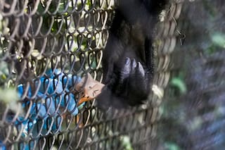 Un zoológico chileno organiza búsqueda de huevos de Pascua para animales