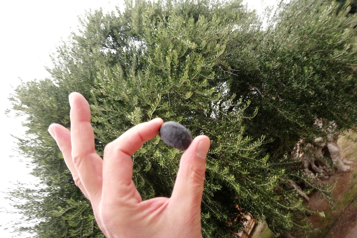 Una aceituna arauco frente al olivo de 400 años