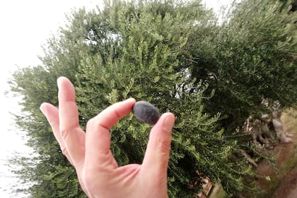 Una aceituna arauco frente al olivo de 400 años