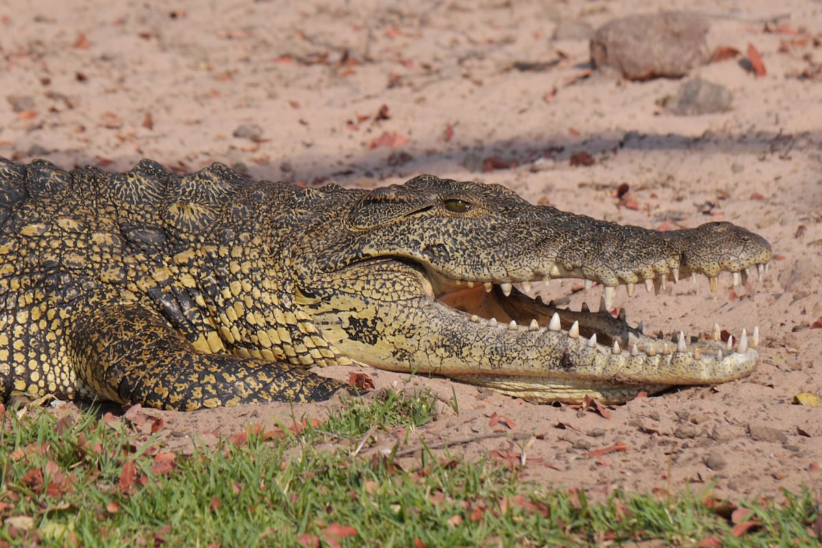 Una adolescente fue atacada por un cocodrilo de más de 3,5 metros de largo mientras estaba de vacaciones con una amiga