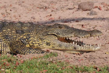 Una adolescente fue atacada por un cocodrilo de más de 3,5 metros de largo mientras estaba de vacaciones con una amiga