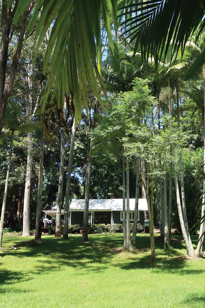 A esta cabaña en Byron Bay rodeada de árboles inmensos se puede acceder exclusivamente por Airbnb, que la ofrece como un hospedaje de ensueño.
