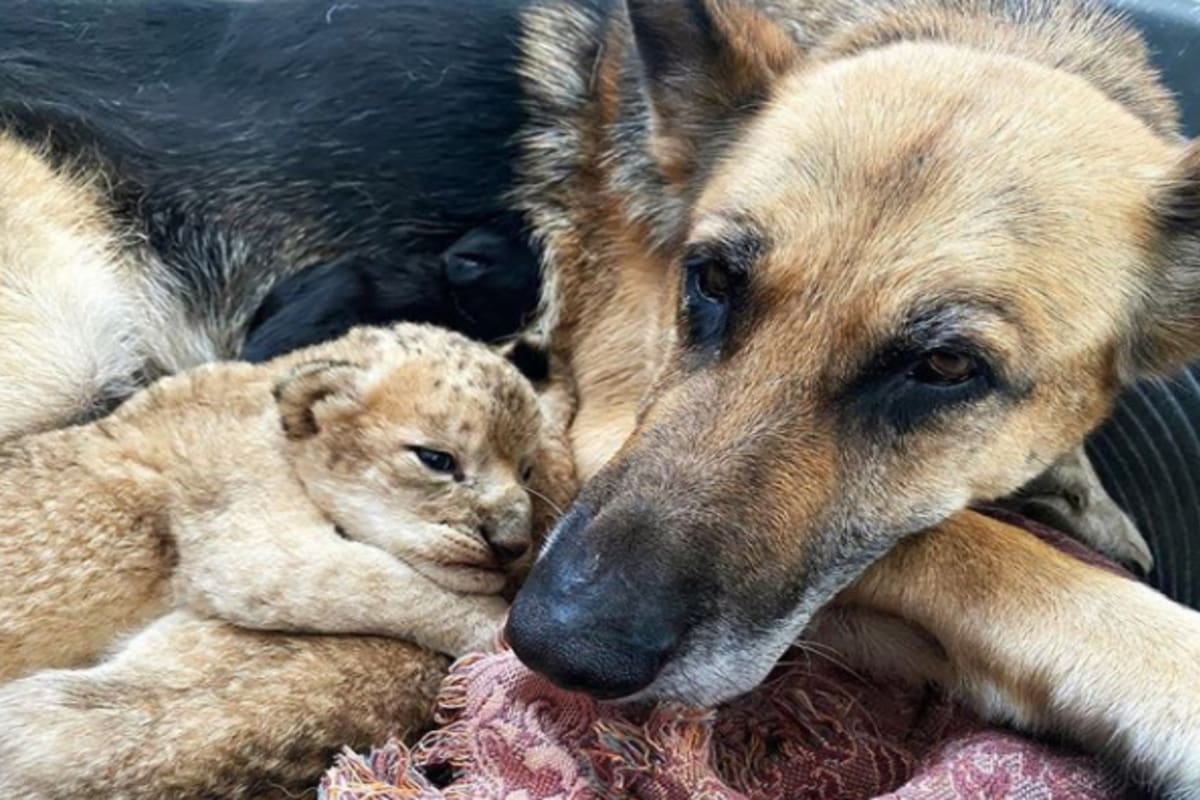 Una adorable y afectuosa hembra de pastor alemán se convirtió en la madre adoptiva de dos cachorros de león después de que fueran agredidos por su madre. El hecho sucedió en un zoológico ubicado en Rusia