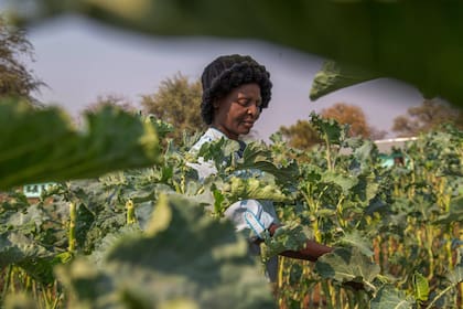 Una aldeana cosecha verduras en una parcela que forma parte de un programa de agricultura financiado por la Agencia de Estados Unidos para el Desarrollo Internacional (USAID) en Chipinge, Zimbabue, el 19 de septiembre de 2024. (AP Foto/Aaron Ufumeli)
