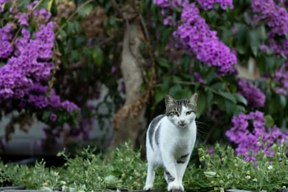 Una alergia ocurre cuando el sistema inmunológico del gato reacciona de forma exagerada o es hipersensible a sustancias extrañas llamadas alérgenos