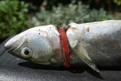 Una anchoa de banco estrangulada por una arandela de una botella de plástico, en la Bahía de Samborombón.