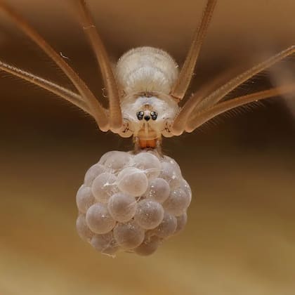 Una araña de sótano