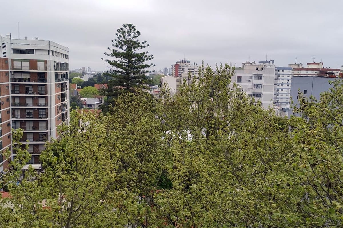Una araucaria en un jardín urbano domina la vista poco habitual desde un balcón. Una "alfombra" de plátanos completa el cuadro