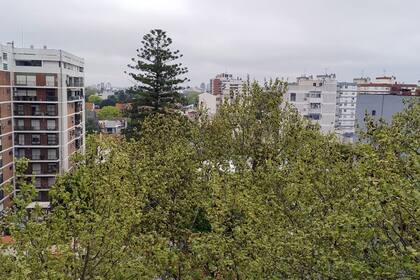 Una araucaria en un jardín urbano domina la vista poco habitual desde un balcón. Una "alfombra" de plátanos completa el cuadro