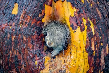 Una ardilla despeinada en Canadá
