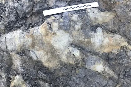 Una arqueóloga encontró una huella de un dinosaurio que vivió hace 166 millones de años