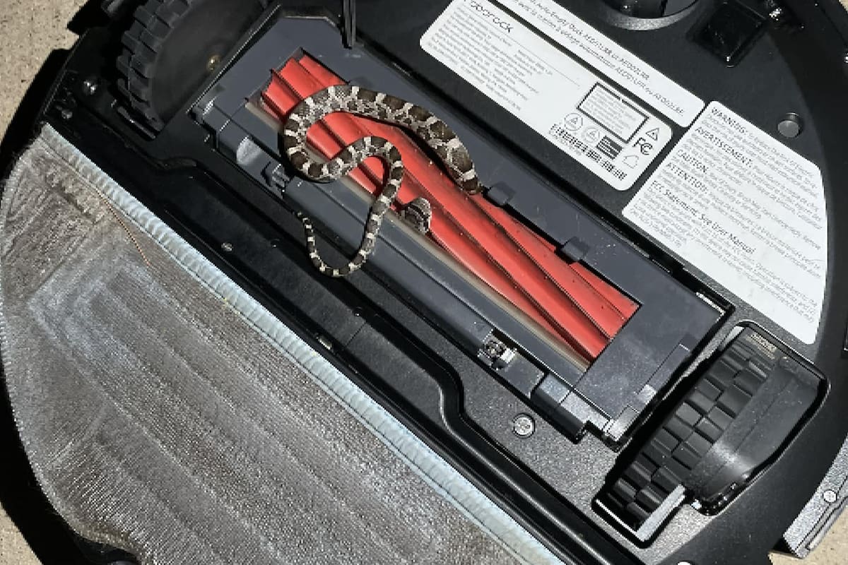 Una aspiradora capturó a una serpiente en Lindale, Texas