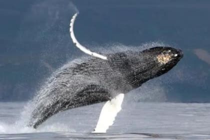 Una ballena jorobada