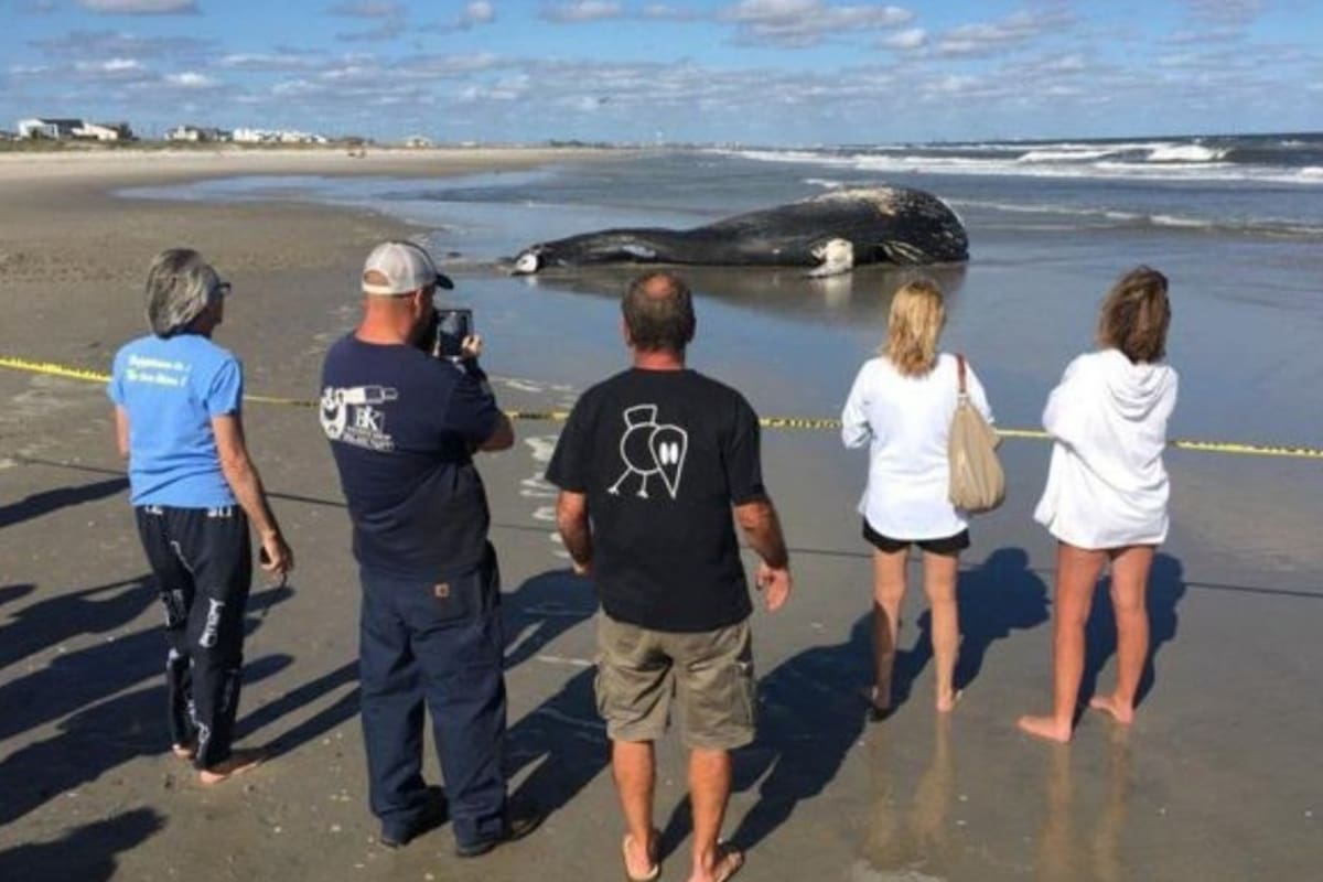 Una ballena de aleta apareció muerta en playas de California