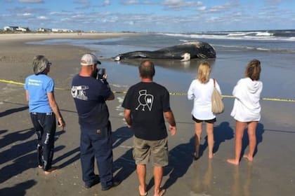 Una ballena de aleta apareció muerta en playas de California