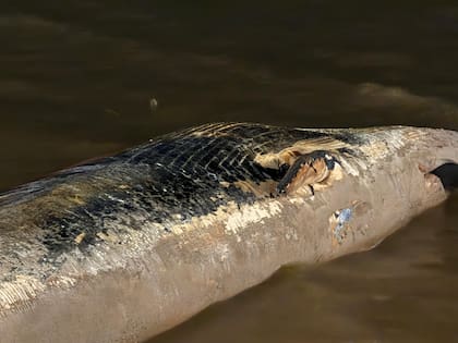 Una ballena encalló en la costanera a la altura del Parque de la Memoria y Tierra Santa