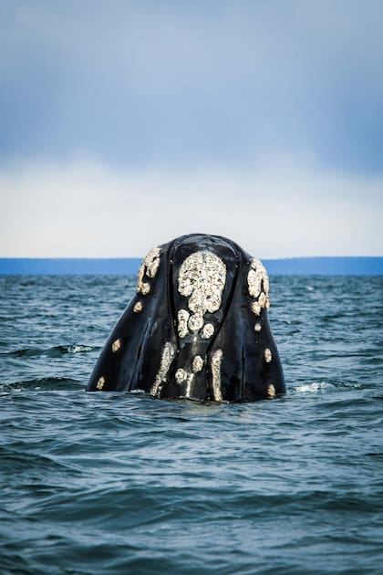 Una ballena franca austral asoma en las aguas de Península Valdés