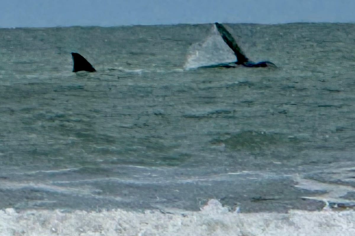 Una ballena franca austral fue observada a unos cientos de metros de la costa frente a las playas de Cariló